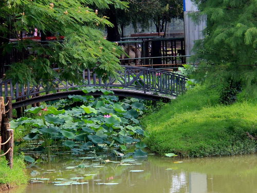 生態(tài)園風(fēng)光 9