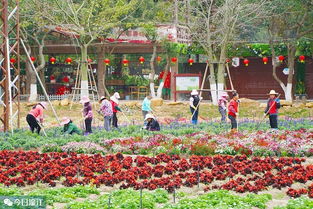 確保群眾祥和歡樂年 區領導赴九龍潭生態園開展安全與環境檢查